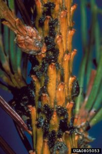 Giant Conifer Aphids