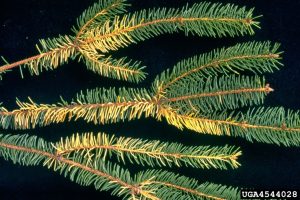 : Spruce needle discoloration due to drought conditions.