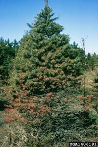 Symptoms of needle cast disease in spruce.