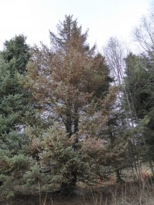 Spruce tree with needle discoloration due to heavy spruce aphid feeding