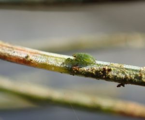 Single aphid on a spruce needle. Note the yellow and orange discoloration due to feeding damage. (Region 10, US Forest Service, www.fs.usda.gov)
