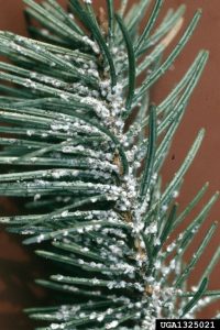 : Woolly adelgids on spruce needles